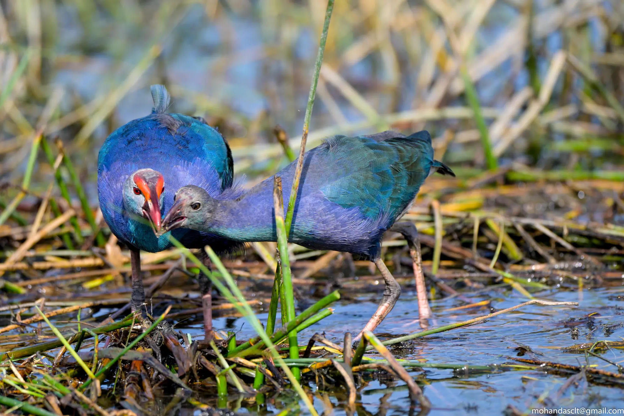 Grey-headed swamphen